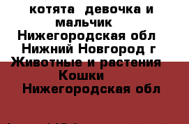 котята (девочка и мальчик) - Нижегородская обл., Нижний Новгород г. Животные и растения » Кошки   . Нижегородская обл.